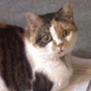 Meet your Posher, N e